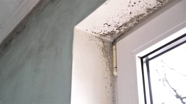 Best Mold Damage Repair  in Huron, SD
