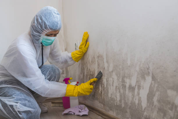 Best Toxic Mold Removal  in Huron, SD